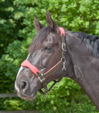 Premium Halter Soft by Waldhausen